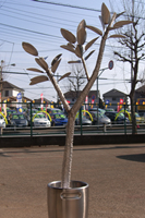 �ϗt�A�����j�������g ���̕\���ɋ�J���܂���